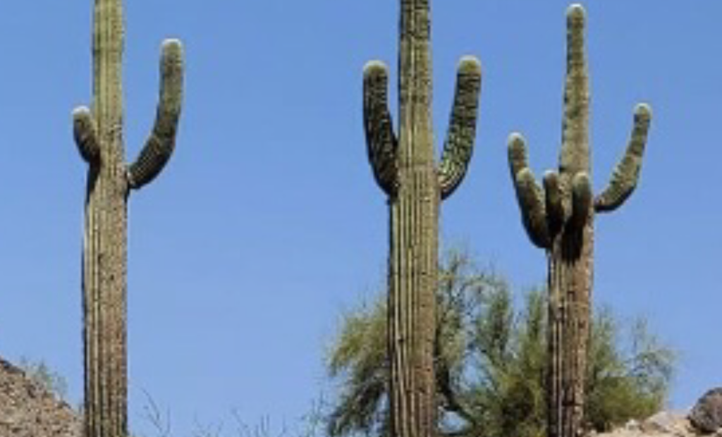 cactus, osoyoos, trail
